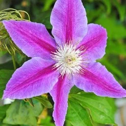 Clematis Large Flowered Trio -plant clem coll C
