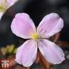 Clematis Montana 'Fragrant Springs'