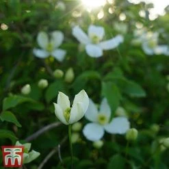 Clematis Montana 'Grandiflora' -plant clem mont