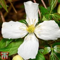 Clematis Montana 'Grandiflora' -plant clem mont4