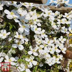 Clematis Montana 'Grandiflora' -plant clem mont5