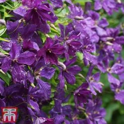 Clematis Viticella 'Polish Spirit' -plant clem pol3