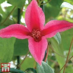 Clematis 'Princess Diana' -plant clem princ