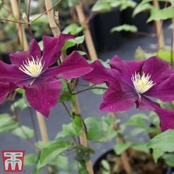Clematis 'Warszawska Nike' -plant clem wars3