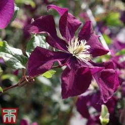 Clematis 'Warszawska Nike' -plant clem wars4