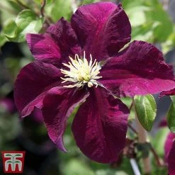 Clematis 'Warszawska Nike' -plant clem wars5