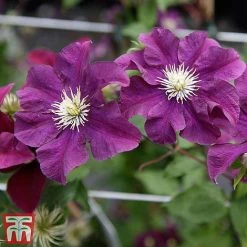 Clematis 'Warszawska Nike' -plant clem wars6