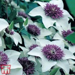 Clematis Florida 'Sieboldii' -plant clem1