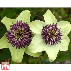 Clematis Florida 'Sieboldii' -plant clemat