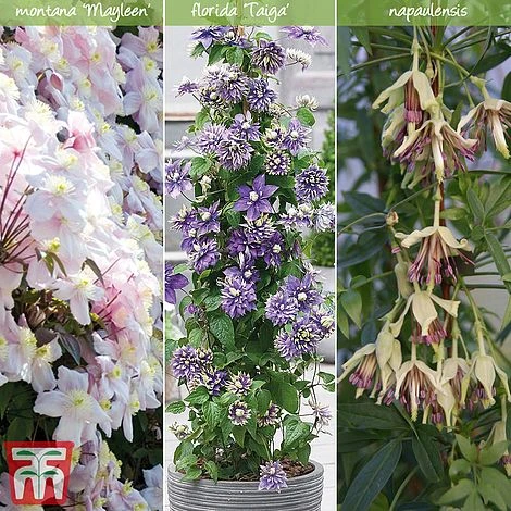 Clematis All Season Climbing Collection 1 Clematis All Season Climbing Collection