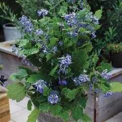 Clematis 'New Love' -plant clematis new love b