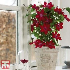 Clematis Patio Collection -plant clematis5