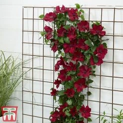 Clematis Patio Collection -plant clematis6