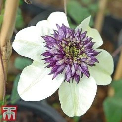 Clematis Florida 'Sieboldii' -plant clems