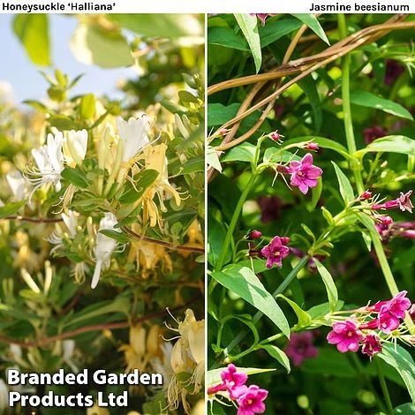 Honeybee Climber Duo 1 Honeybee Climber Duo