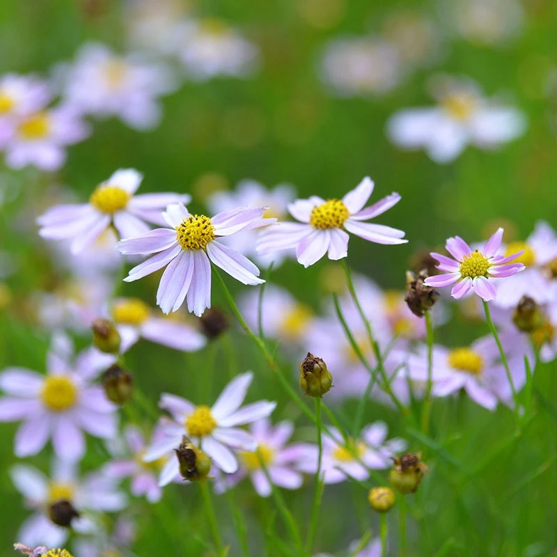 American Dream Coreopsis 3 American Dream Coreopsis - Image 3