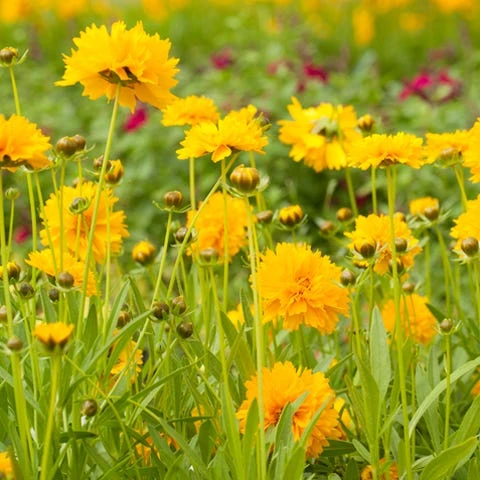 Jethro Tull Coreopsis 2 Jethro Tull Coreopsis - Image 2