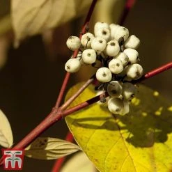 Cornus Alba 'Sibirica Variegata' -plant corn sib3
