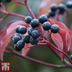 Cornus Sanguinea 'Winter Beauty' -plant corn wint