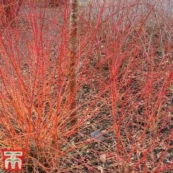 Cornus Sanguinea 'Winter Beauty' -plant corn wint4