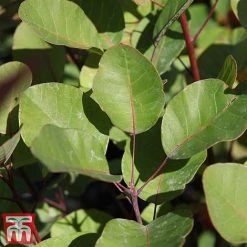 Cotinus Coggygria -plant cotti