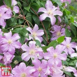 Clematis 'Comtesse De Bouchaud' -plant countes