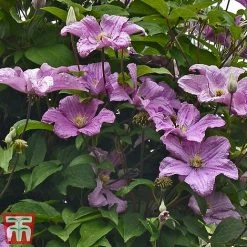 Clematis 'Comtesse De Bouchaud' -plant countess