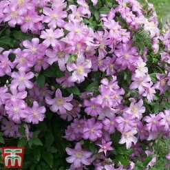 Clematis 'Comtesse De Bouchaud' -plant countessa