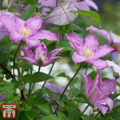 Clematis 'Comtesse De Bouchaud' -plant coutne