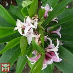 Daphne 'Perfume Princess' -plant dap