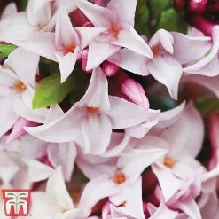 Daphne 'Perfume Princess' -plant dap3