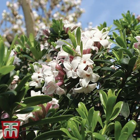 Daphne 'Eternal Fragrance' 2 Daphne 'Eternal Fragrance' - Image 2