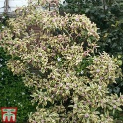 Daphne Odora 'Rebecca' -plant daphne rebecca 2