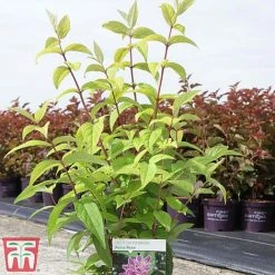 Deutzia X Hybrida 'Perle Rose' 5 Deutzia X Hybrida 'Perle Rose' -plant deut pere