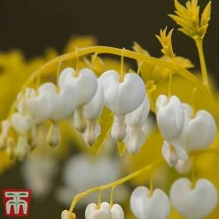 Dicentra Spectablis 'White Gold' -plant dice white2