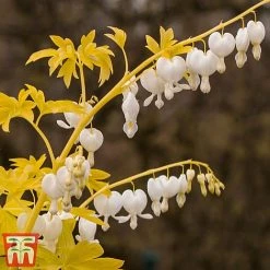 Dicentra Spectablis 'White Gold' -plant dice white4