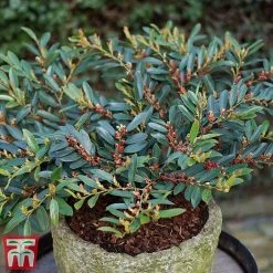 Distylium Myricoides 'Blue Cascade'