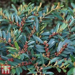 Distylium Myricoides 'Blue Cascade' -plant distylium3