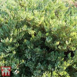 Distylium Myricoides 'Blue Cascade' -plant distylium4