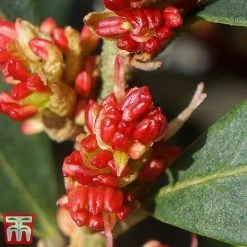 Distylium Myricoides 'Blue Cascade' -plant distylium6