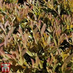 Distylium Myricoides 'Blue Cascade' -plant distylium7