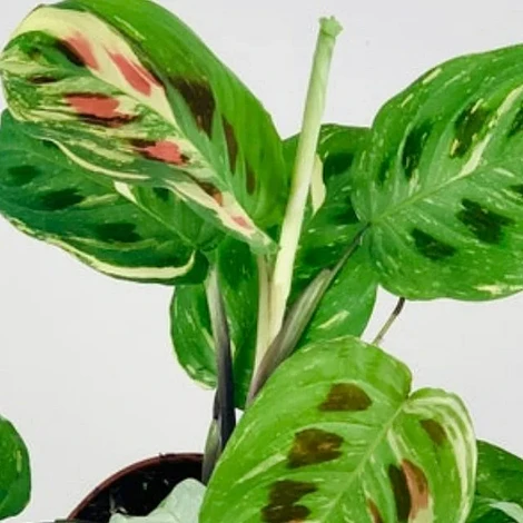 Variegated Maranta Leuconeura Kerchoveana 2 Variegated Maranta Leuconeura Kerchoveana - Image 2