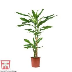 Dracaena Fragrans (House Plant) 9 Dracaena Fragrans (House Plant) -plant dracaena