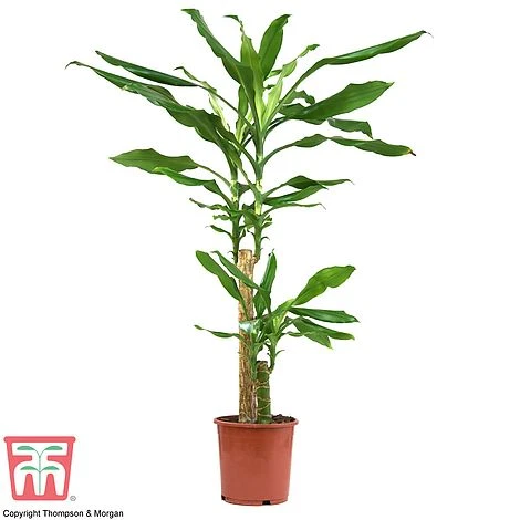 Dracaena Fragrans (House Plant) 5 Dracaena Fragrans (House Plant) - Image 5