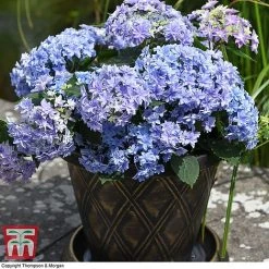 Hydrangea 'Double Dutch Alkmaar' -plant dutch2
