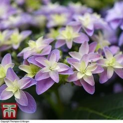 Hydrangea 'Double Dutch Alkmaar' -plant dutch3