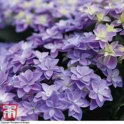 Hydrangea 'Double Dutch Alkmaar' -plant dutch4