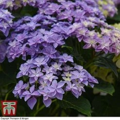 Hydrangea 'Double Dutch Alkmaar' -plant dutch5