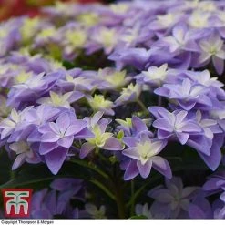 Hydrangea 'Double Dutch Alkmaar' -plant dutch6