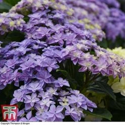 Hydrangea 'Double Dutch Alkmaar' -plant dutch7